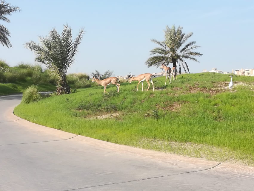 <h2>2018 Arabian Gulf Golf Cruise</h2>10 Nights | 5 Rounds | Dubai to Dubai | November 10 - 20